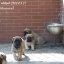 Nasze Mioty/Our Litters - Miot